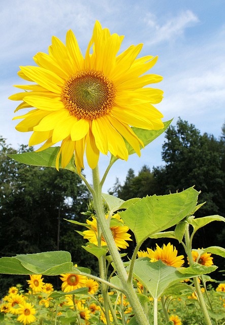 Sonnenblume