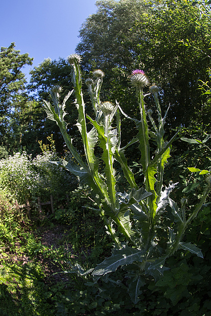 20140704 3839VRFw [D~LIP] Distel, UWZ, Bad Salzuflen