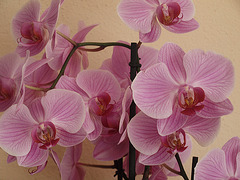 Orchideenblüten in rosé