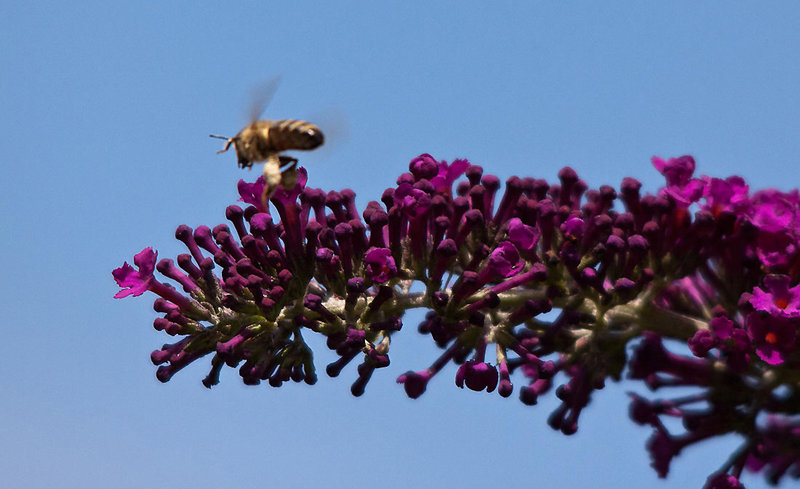 20110725 6336RTw [D~LIP] Honigbiene, Bad Salzuflen