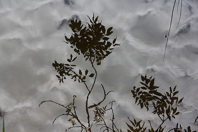 Spiegelung auf dem Wasser - reflet - reflection