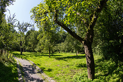 20140704 3831VRFw [D~LIP] Streuobstwiese, UWZ, Bad Salzuflen