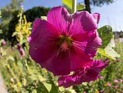 20140704 3830VRFw [D~LIP] Stockrose, UWZ, Bad Salzuflen