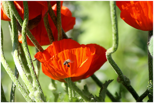 Mohnblumenzeit