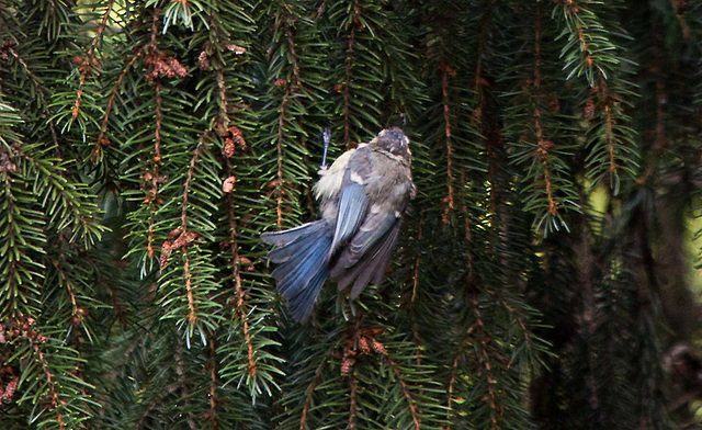 20110725 6318RTw Blaumeise (Cyanistes caeruleus), Bad Salzuflen 20110725 6318RTw Blaumeise (Cyanistes caeruleus), Bad Salzuflen