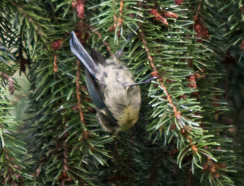 20110725 6316RTw Blaumeise (Cyanistes caeruleus), Bad Salzuflen