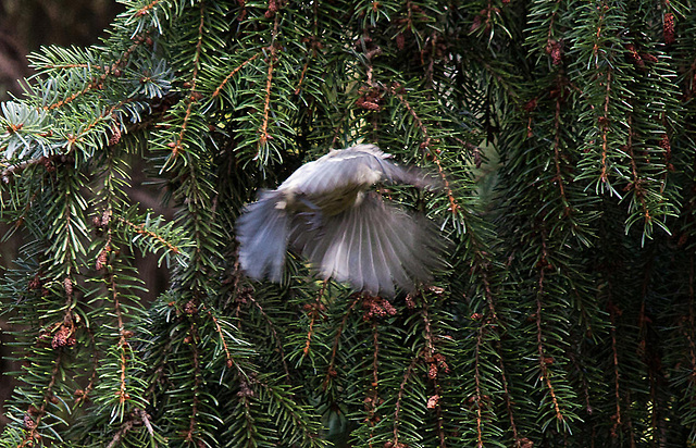 20110725 6314RTw Blaumeise (Cyanistes caeruleus), Bad Salzuflen