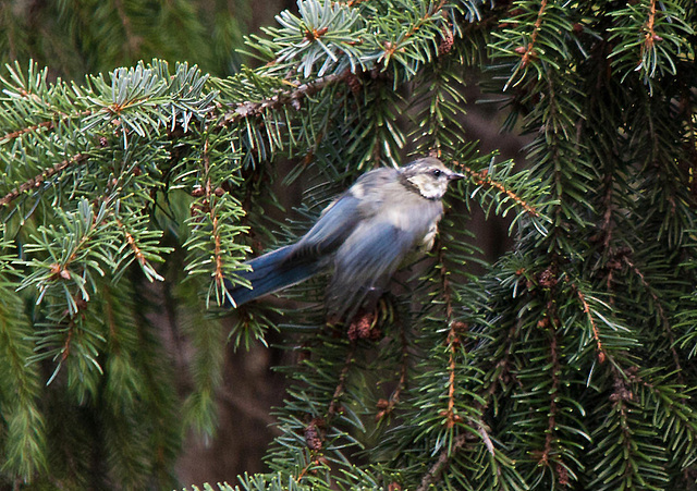 20110725 6313RTw Blaumeise (Cyanistes caeruleus), Bad Salzuflen