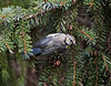 20110725 6312RTw Blaumeise (Cyanistes caeruleus), Bad Salzuflen