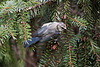 20110725 6311RTw Blaumeise (Cyanistes caeruleus), Bad Salzuflen