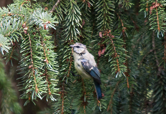 20110725 6303RTw Blaumeise (Cyanistes caeruleus), Bad Salzuflen