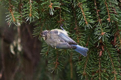 20110725 6297RTw Blaumeise (Cyanistes caeruleus), Bad Salzuflen