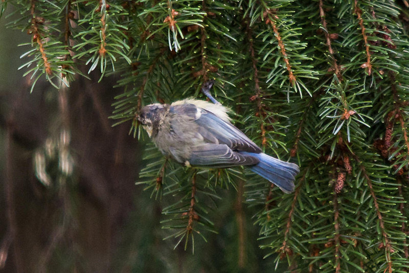 20110725 6297RTw Blaumeise (Cyanistes caeruleus), Bad Salzuflen