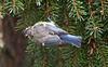 20110725 6296RTw Blaumeise (Cyanistes caeruleus), Bad Salzuflen