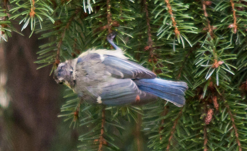 20110725 6296RTw Blaumeise (Cyanistes caeruleus), Bad Salzuflen