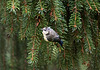 20110725 6295RTw Blaumeise (Cyanistes caeruleus), Bad Salzuflen