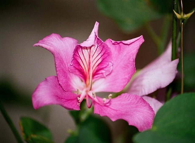 Bauhinia Purpurea