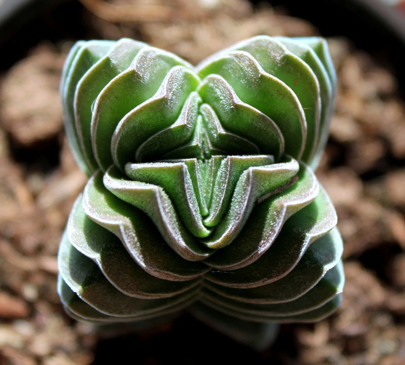 Crassula Buddha's Temple