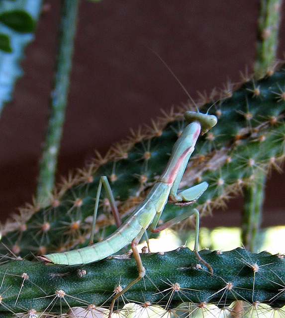 Young Praying Mantis (0320)