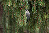 20110725 6293RTw Blaumeise (Cyanistes caeruleus), Bad Salzuflen