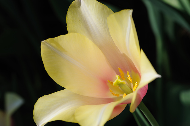 Tulipe