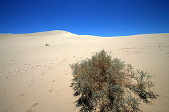 Eureka Dunes (0532)