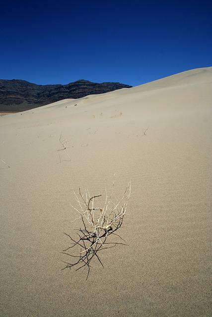 Eureka Dunes (0537)