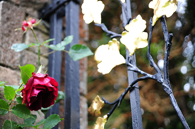 Rose am Eisentor zum Italienischen Garten