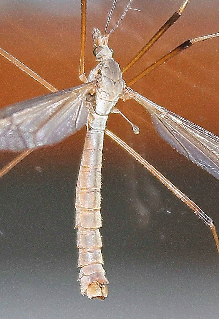 Kohlschnake