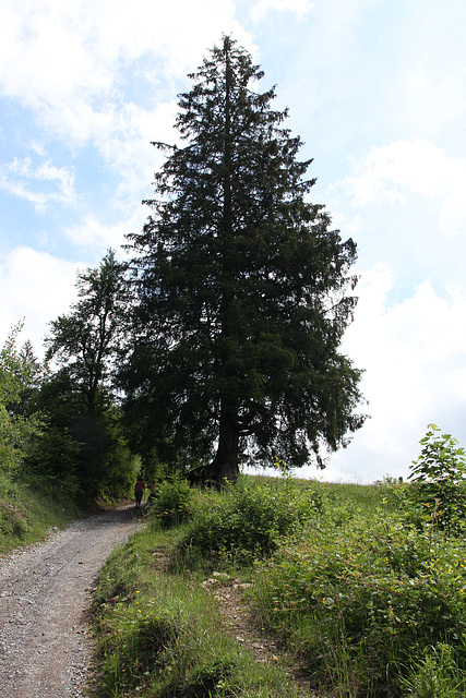 der Baum in voller Größe