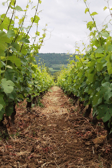 Terre de vignes