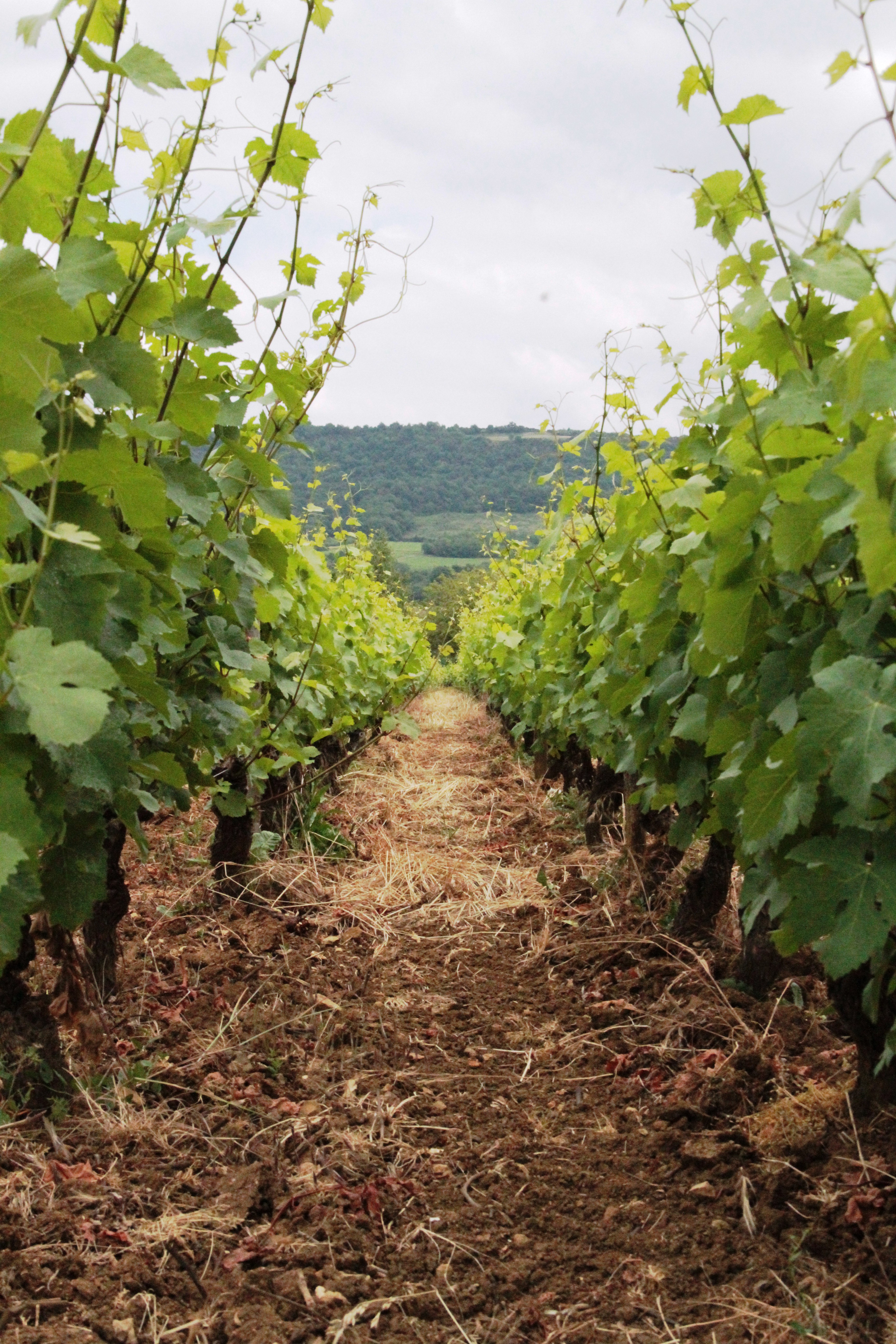 Terre de vignes