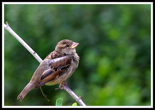 Petit oiseau