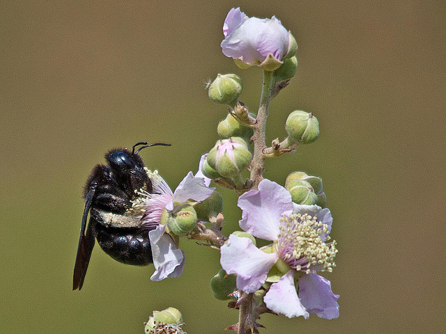 20110530 4268RTw [F] Blaue Holzbiene (Xylocopa violacea), Brombeere, Tour Carbonnière, Camargue