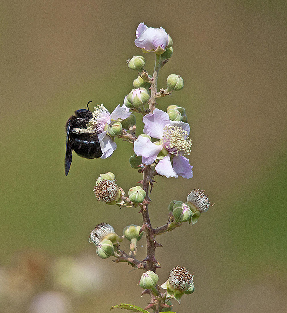 20110530 4267RTw [F] Blaue Holzbiene (Xylocopa violacea), Brombeere, Tour Carbonnière, Camargue