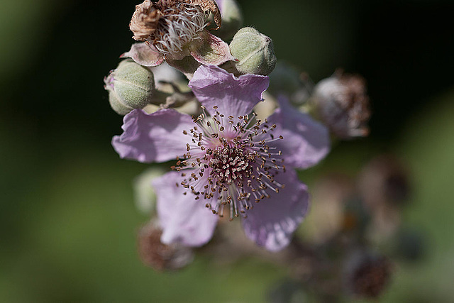 20110530 4260RTw [F] Brombeere, Tour Carbonniere, Camargue