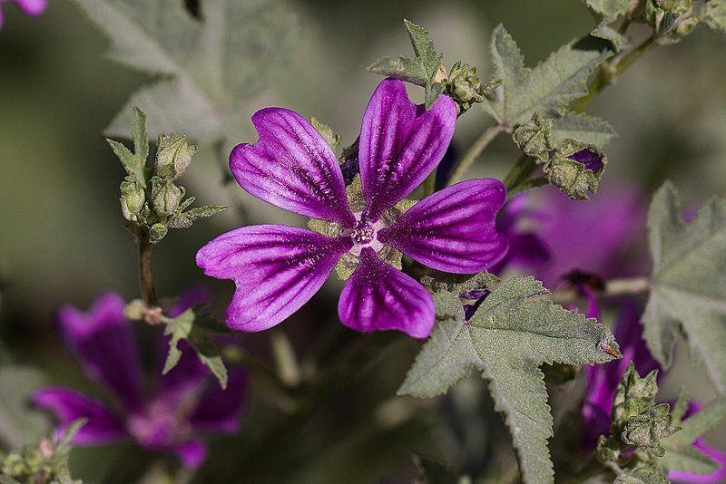 20110530 4258RTw [F] Wilde Malve (Malva sylvestris), Tour Carbonnière, Camargue