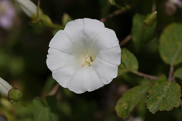 20110530 4255RTw [F] Zaun-Winde (Calystegia sepium), Tour Carbonnière, Camargue