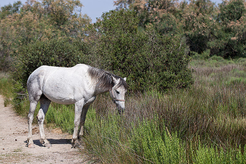 20110530 4253RTw [F] Camargue-Pferd, Tour Carbonnière, Camargue