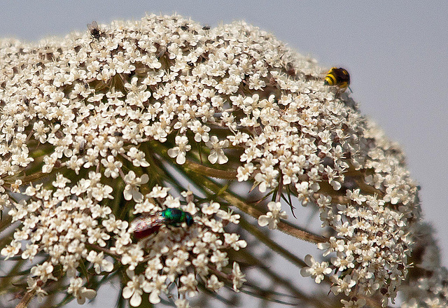 20110530 4251RTw [F] Wilde-Möhre (Daucus carota), Sand-Goldwespe (Hedychrum nobile), Grabwespe (Ectemnius agg), Tour Carbonnière, Camargue