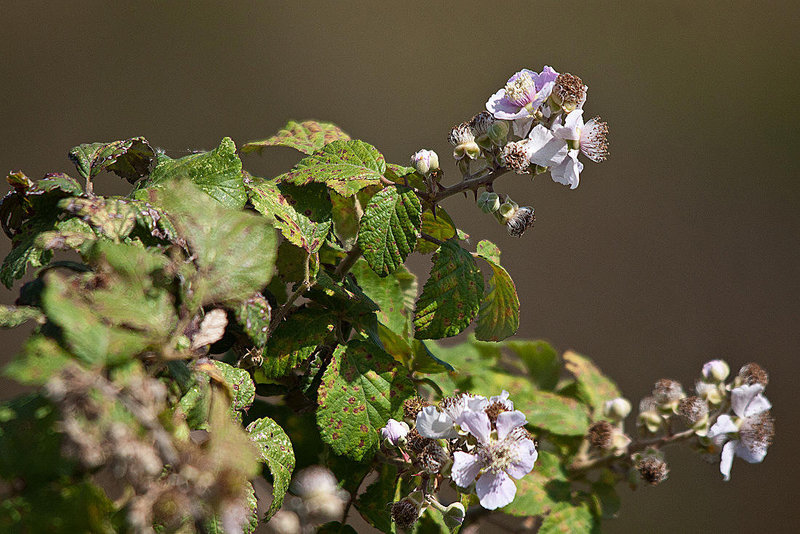 20110530 4245RTw [F] Brombeere, Tour Carbonnière, Camargue
