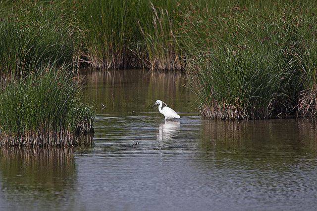 20110530 4240RTw [F] Seidenreiher, Tour Carbonnière, Camargue