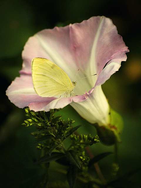 butterfly kisses