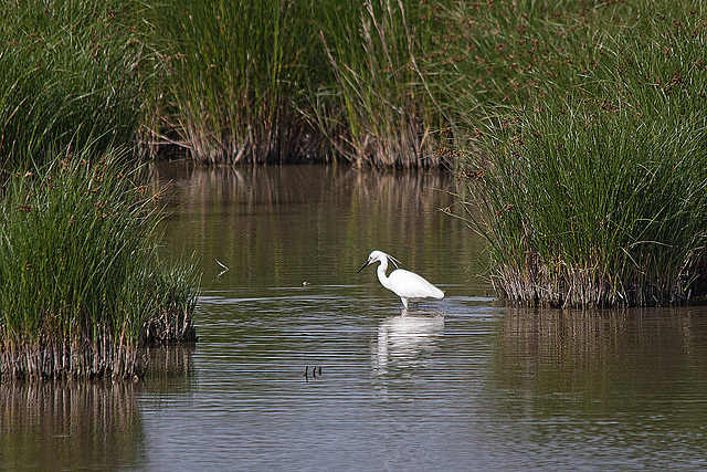 20110530 4239RTw [F] Seidenreiher, Tour Carbonnière, Camargue