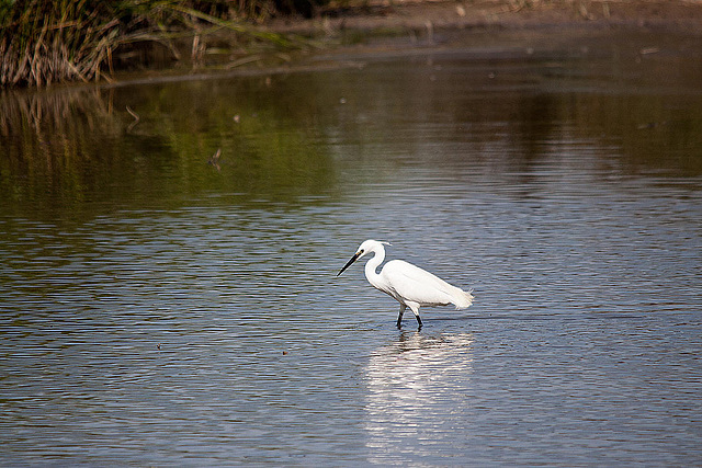 20110530 4233RTw [F] Seidenreiher, Tour Carbonnière, Camargue