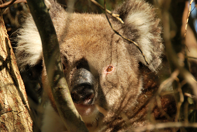 Koala in my tree