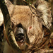 Koala in my tree