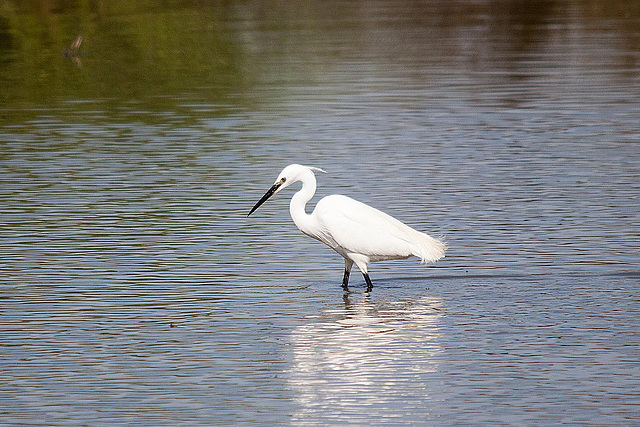 20110530 4232RTw [F] Seidenreiher, Tour Carbonnière, Camargue