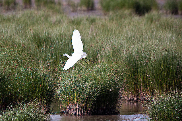 20110530 4220RTw [F] Seidenreiher, Tour Carbonnière, Camargue