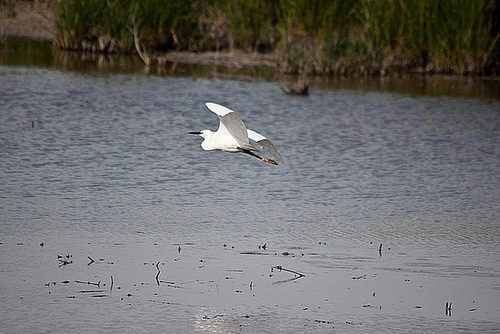 20110530 4217RTw [F] Seidenreiher, Tour Carbonnière, Camargue